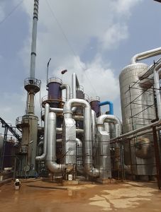 Image of the plant in Ankleshwara